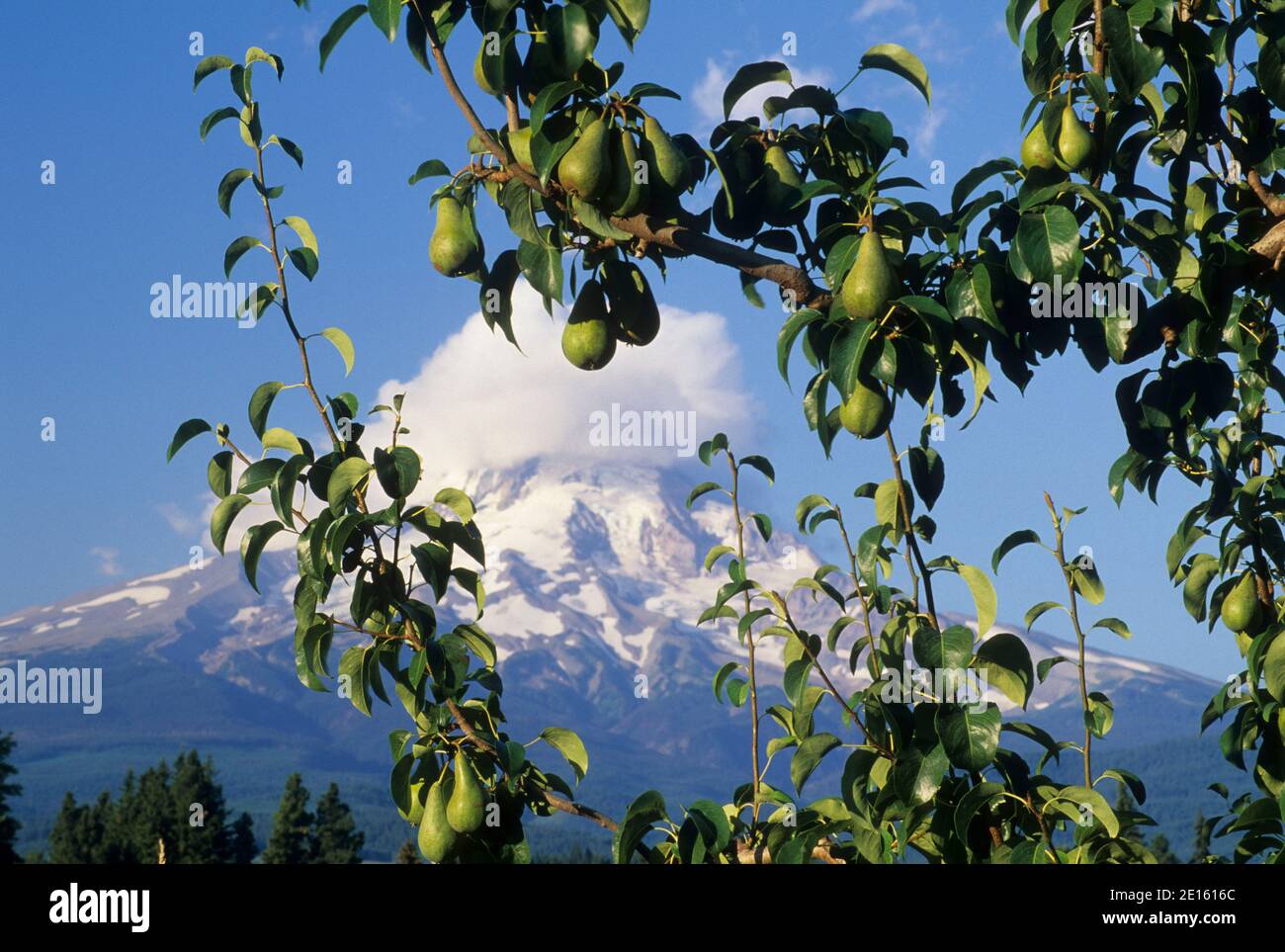 Bartlett Birne mit Mt Hood, Hood River Valley, Oregon Stockfoto