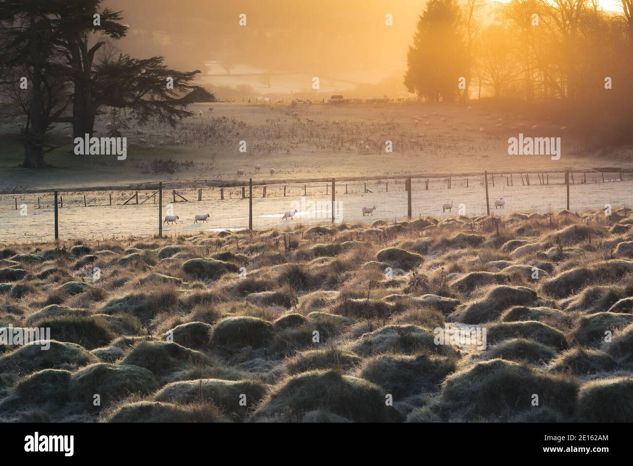 Eine Herde Schafe versammeln sich in einem frostigen Feld, während die Sonne in der Landschaft von Mid Wales aufgeht. Stockfoto Eine Herde Schafe versammeln sich in einem frostigen Feld, während die Sonne in der Landschaft von Mid Wales aufgeht. Stockfoto
