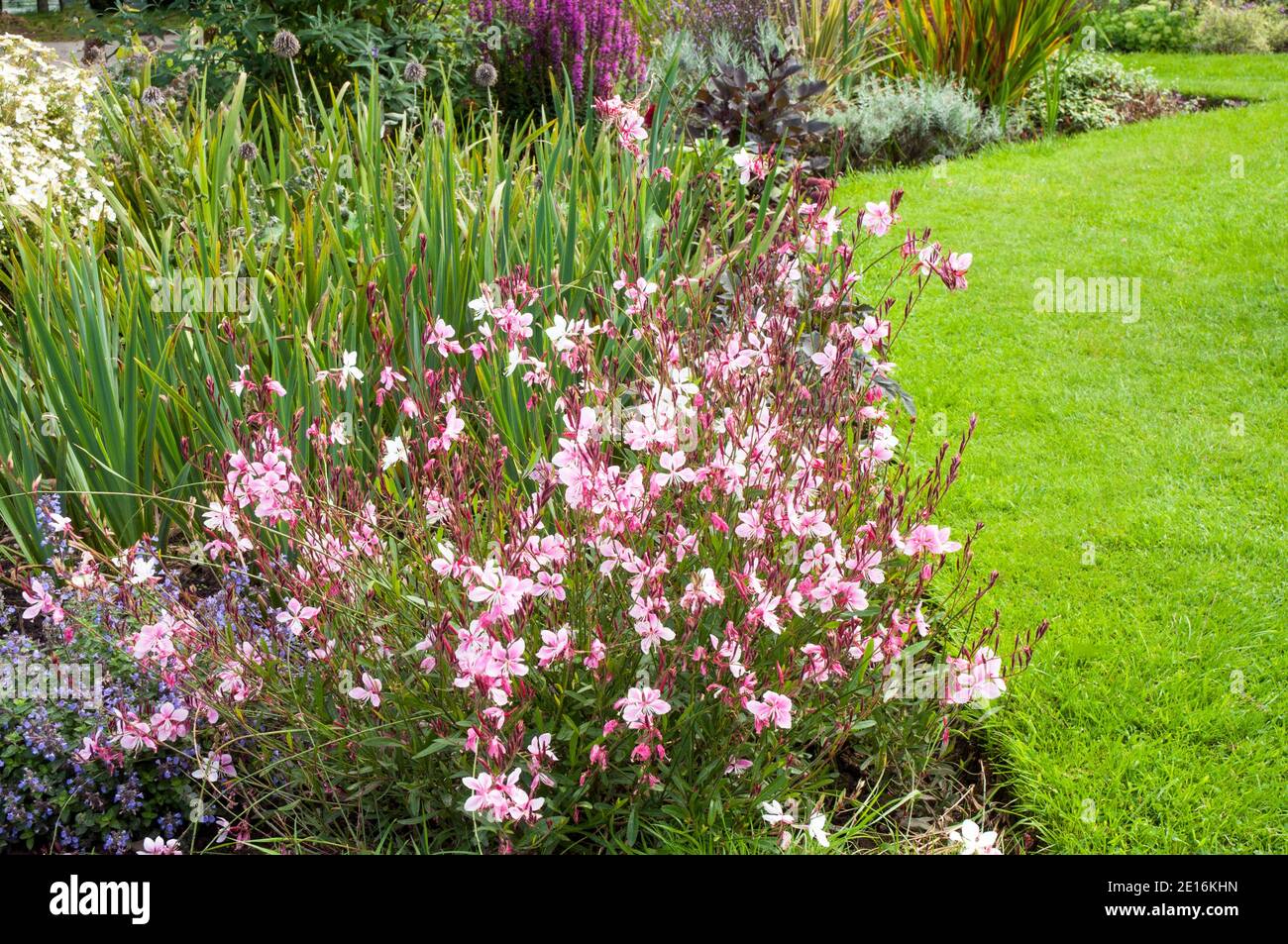 Gaura lindheimeri Siskiyou Pink EINE buschige Perennial mit rosa Blüten Im Sommer und ist voll winterhart ideal für eine krautige Rahmen Stockfoto