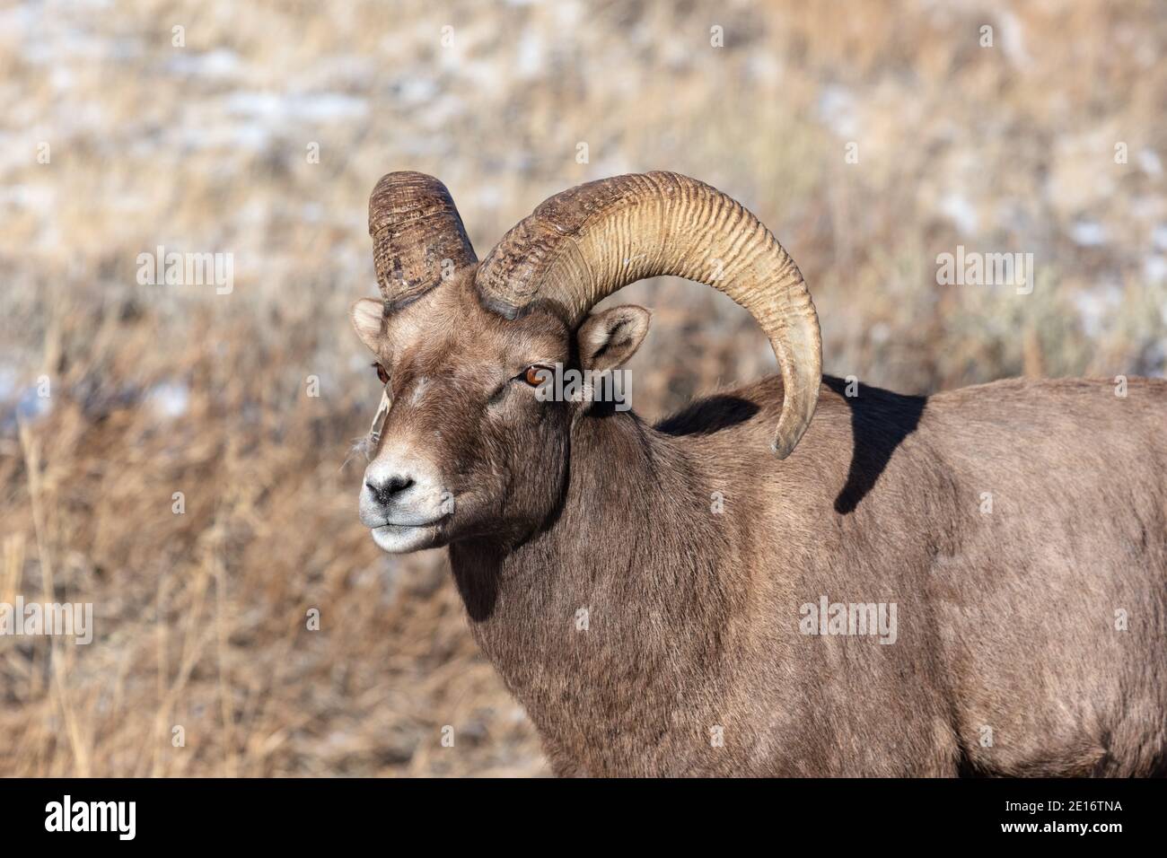 Bighorn Schafe (Ovis canadensis) RAM in Grand Teton National Park, Wyoming Stockfoto