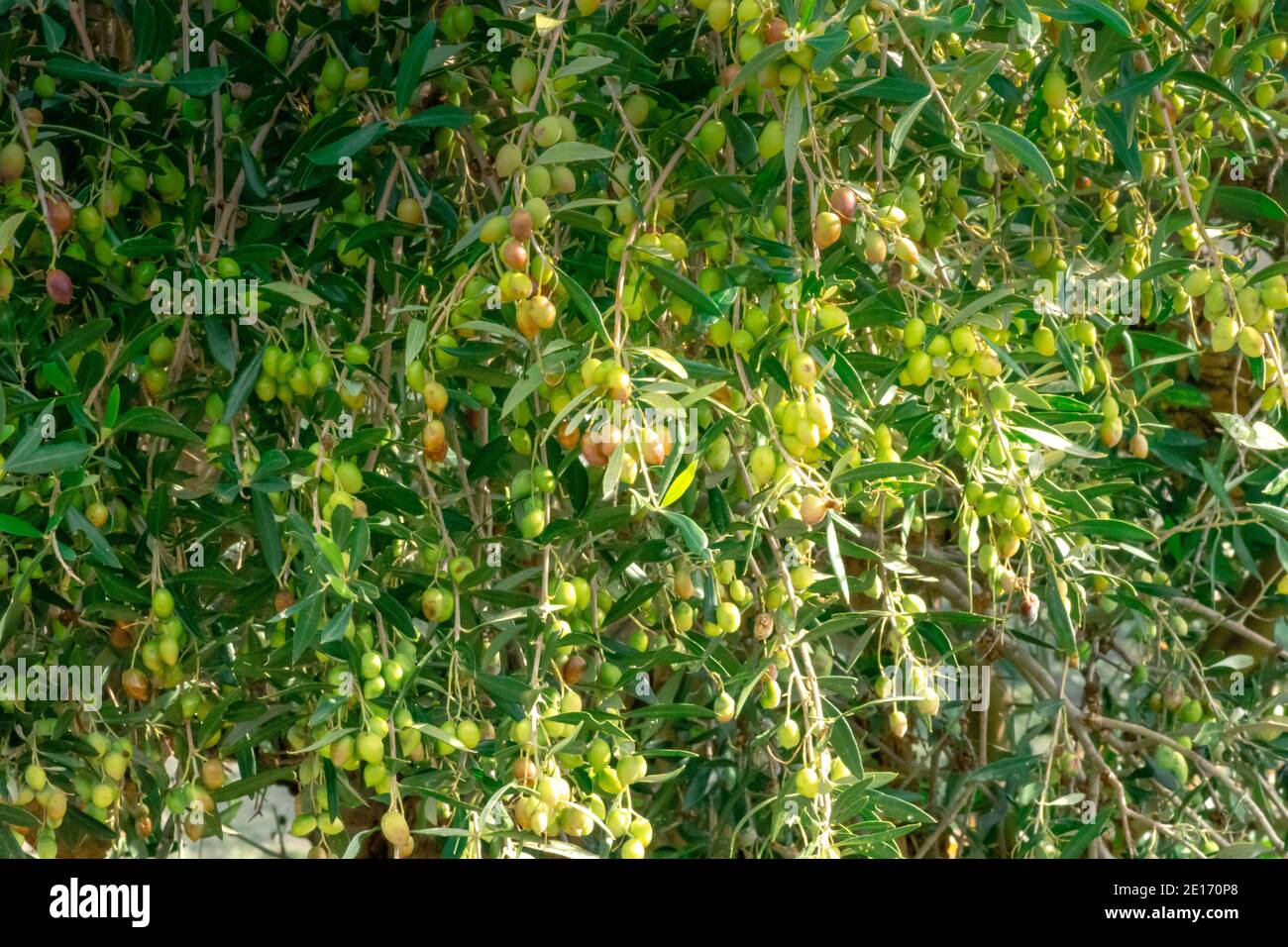 Olivenbaum mit sehr guter Produktivität von grünen Oliven, Kreta, Griechenland. Stockfoto