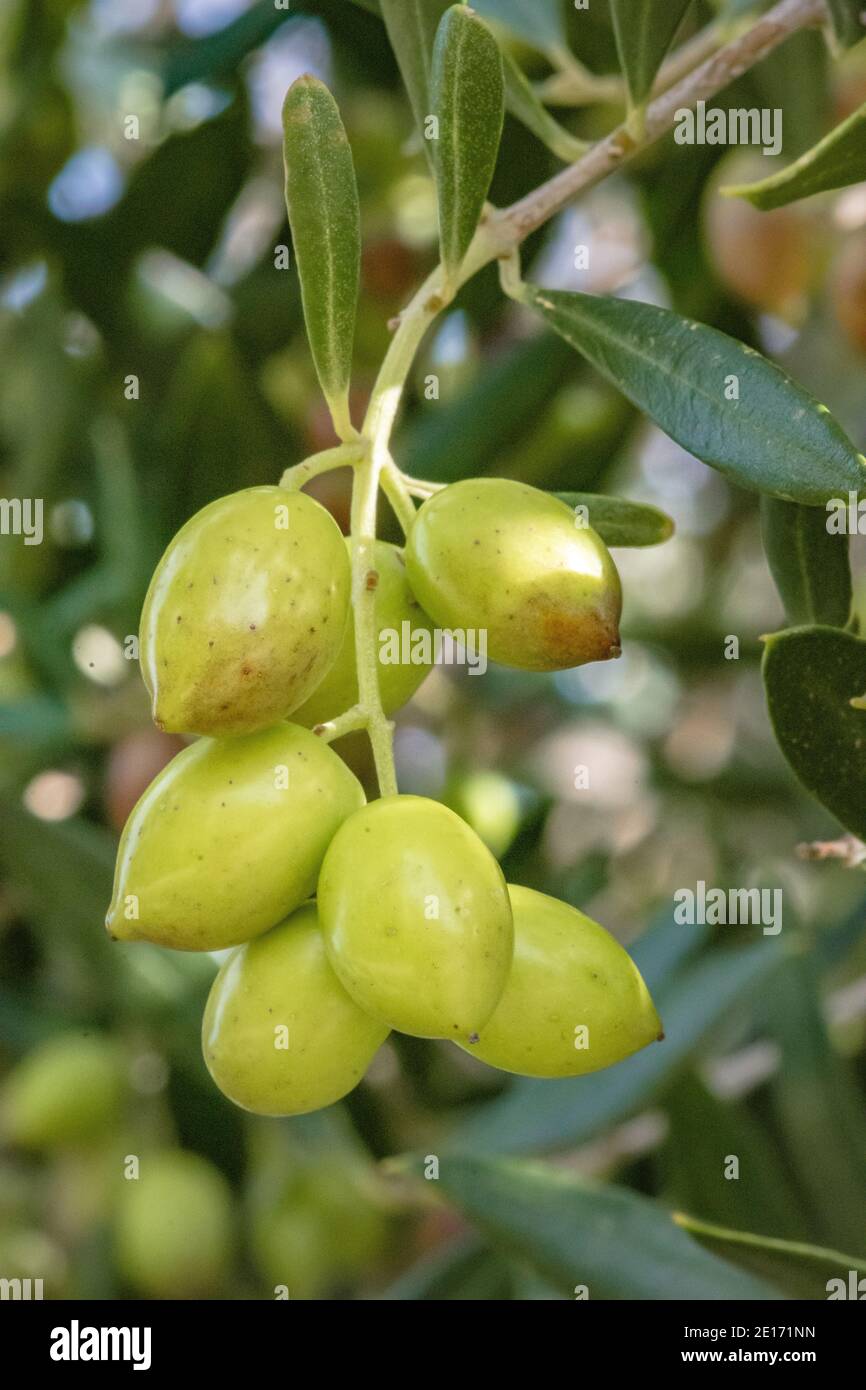 Olivenbaum mit sehr guter Produktivität von grünen Oliven, Kreta, Griechenland. Stockfoto