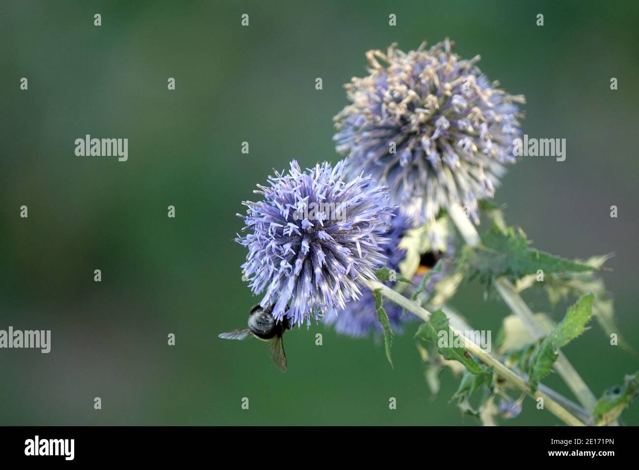 Blaue Echinops Mit Bumblebee Mit Grünem Hintergrund Stockfoto