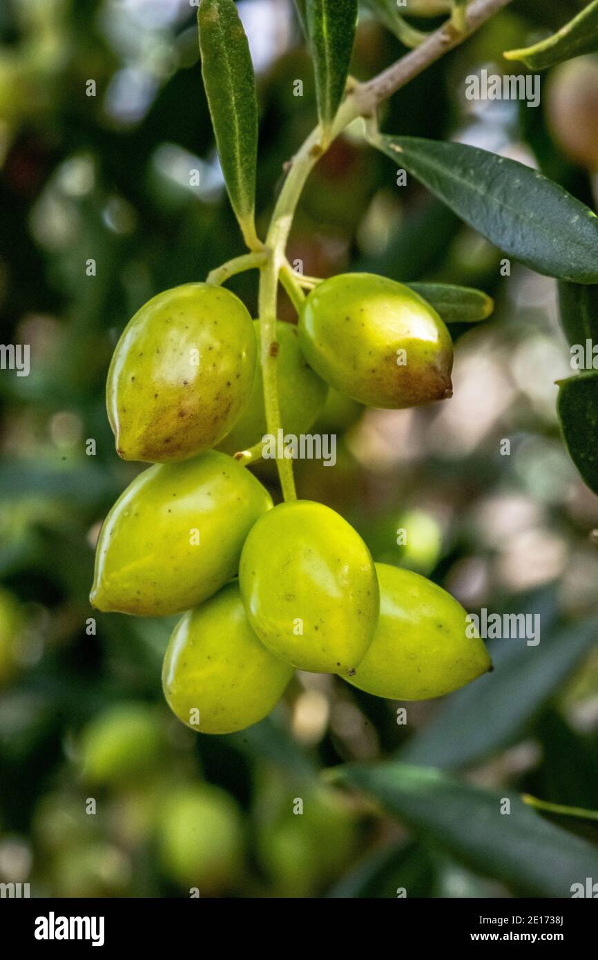 Olivenbaum mit sehr guter Produktivität von grünen Oliven, Kreta, Griechenland. Stockfoto