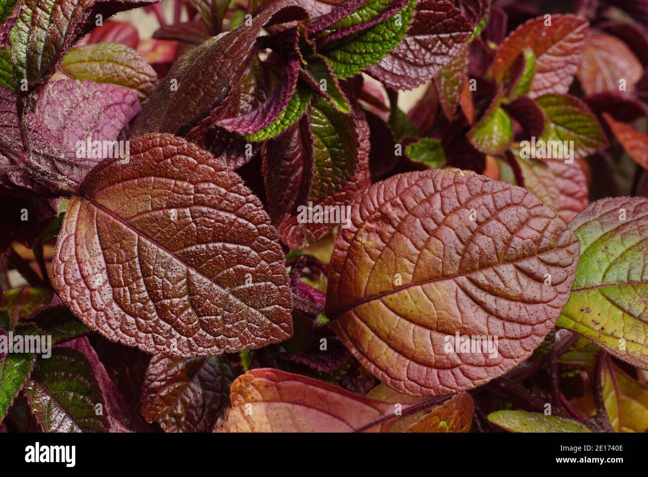 Lila efeubltter -Fotos und -Bildmaterial in hoher Auflsung  Alamy