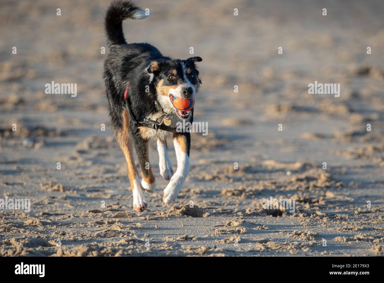 Dreifarbiger Border Collie Dog (Canis familiaris). Haustier, Begleiter, Schäferhund Rasse. Holen, Ball im Mund tragen. Trainieren Sie abseits des Bleifreilaufs. Stockfoto