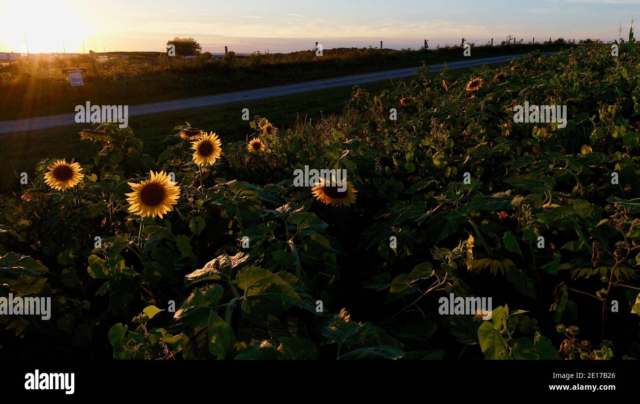 Luftperspektive von hoch aufragenden Reihen von Sonnenblumen, die im Farmfeld bei goldenem Sonnenuntergang im Südwesten von Wisconsin, USA, blühen Stockfoto