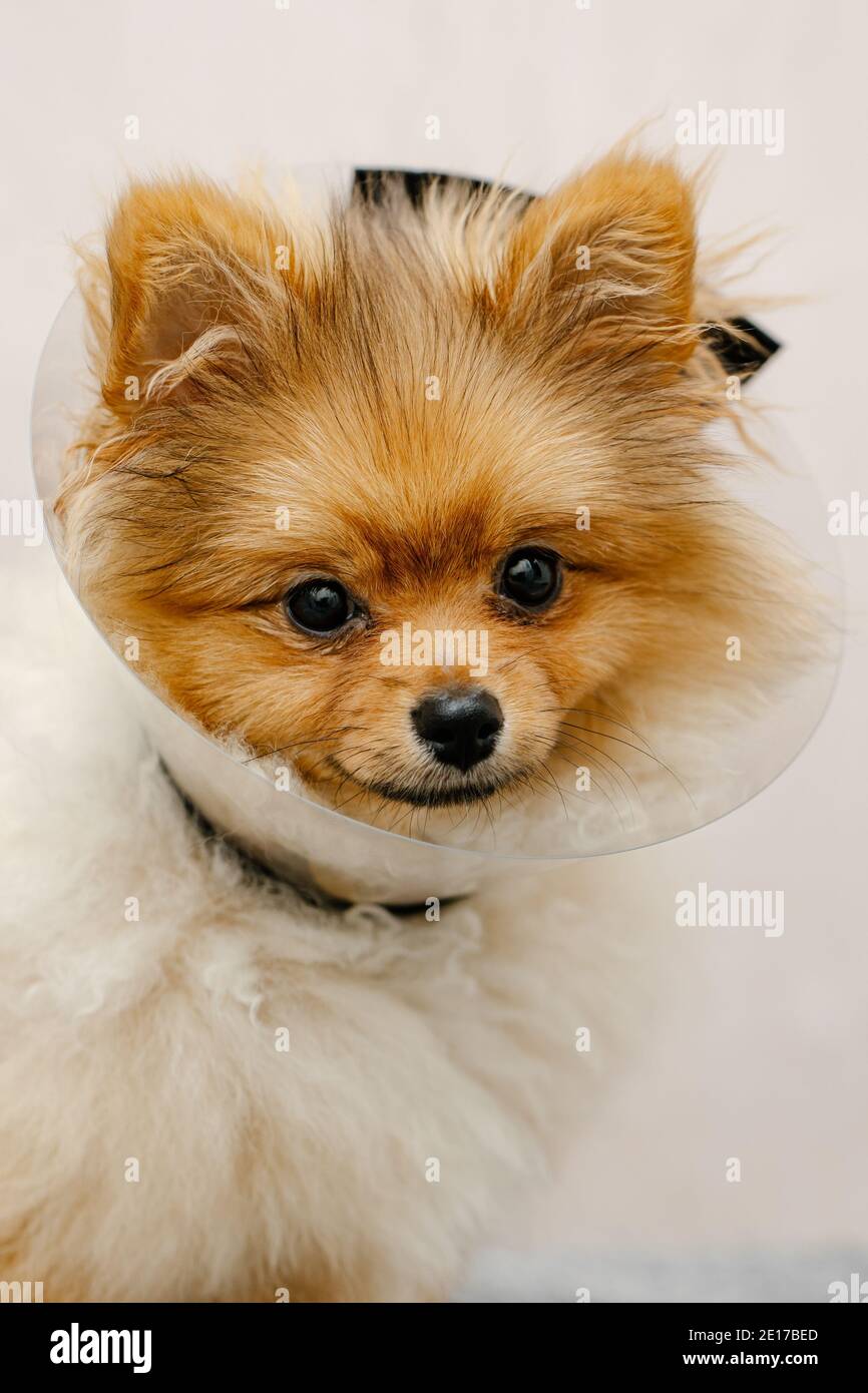 Niedliche pommern in einem medizinischen Kragen. Kranker Hund. Nahaufnahme. Medizinischer Tierschutz. Stockfoto