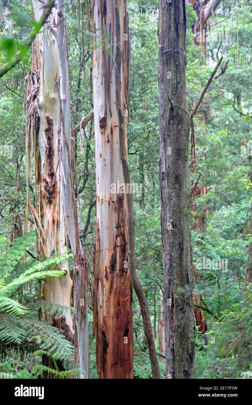 Wald in den Otway Ranges Stockfoto
