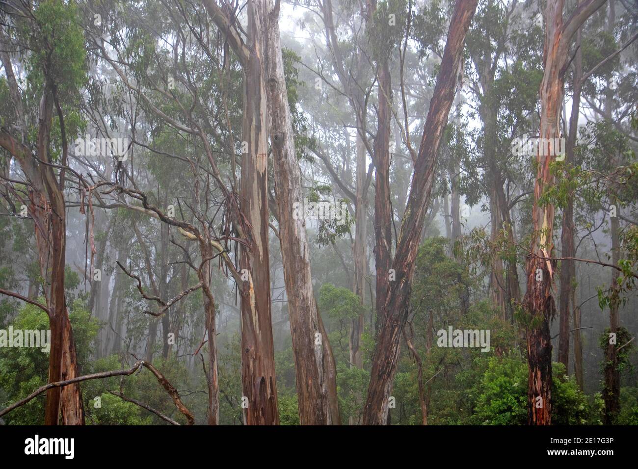 Nebel im Wald, Otway National Park Stockfoto