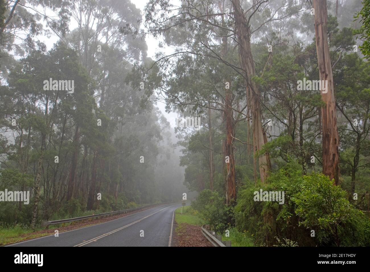 Die Great Ocean Road, die durch die Otways führt Stockfoto