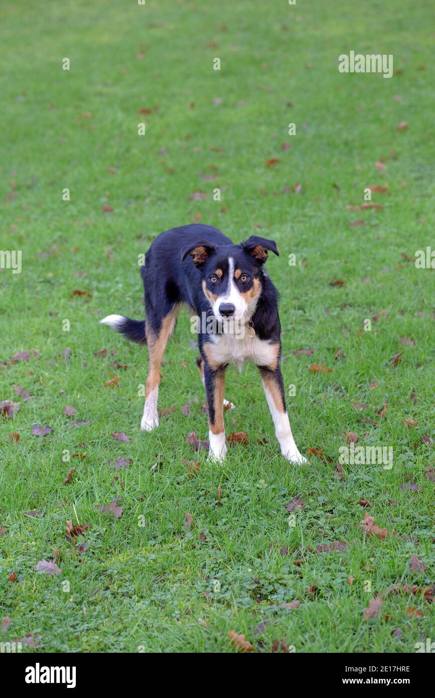 Dreifarbiger Border Collie Dog (Canis lupus familiaris). Haustiere, Haustier, Begleiter, Arbeit, Schäferhund Rasse. Stehend. Nach vorne. Auge Forts. Stockfoto