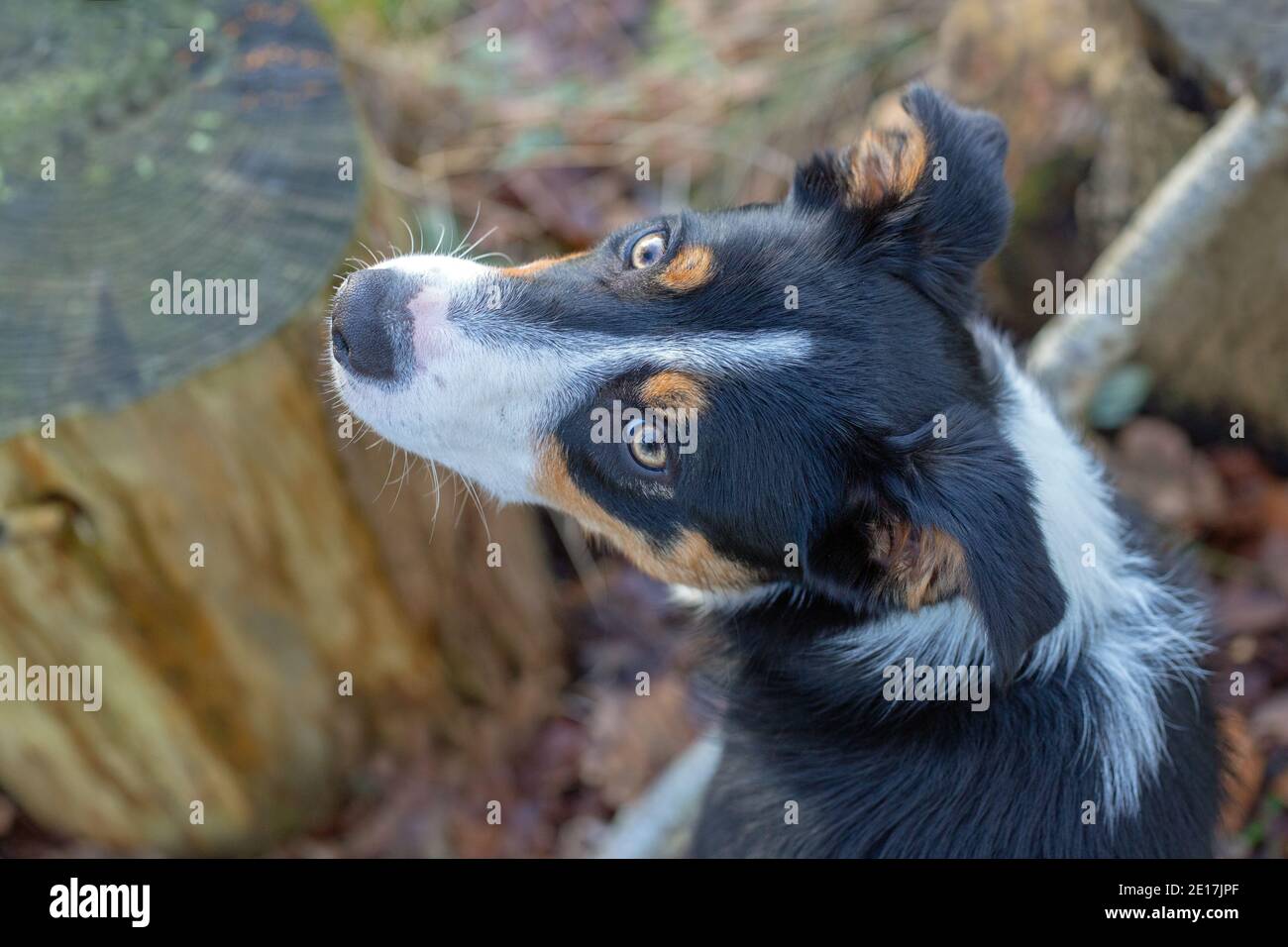 Dreifarbiger Border Collie Dog (Canis lupus familiaris). Haustier, Begleiter, Arbeit, Rasse. Kopf, Rückenansicht. Blick auf Gesichtszüge, Details. Stockfoto