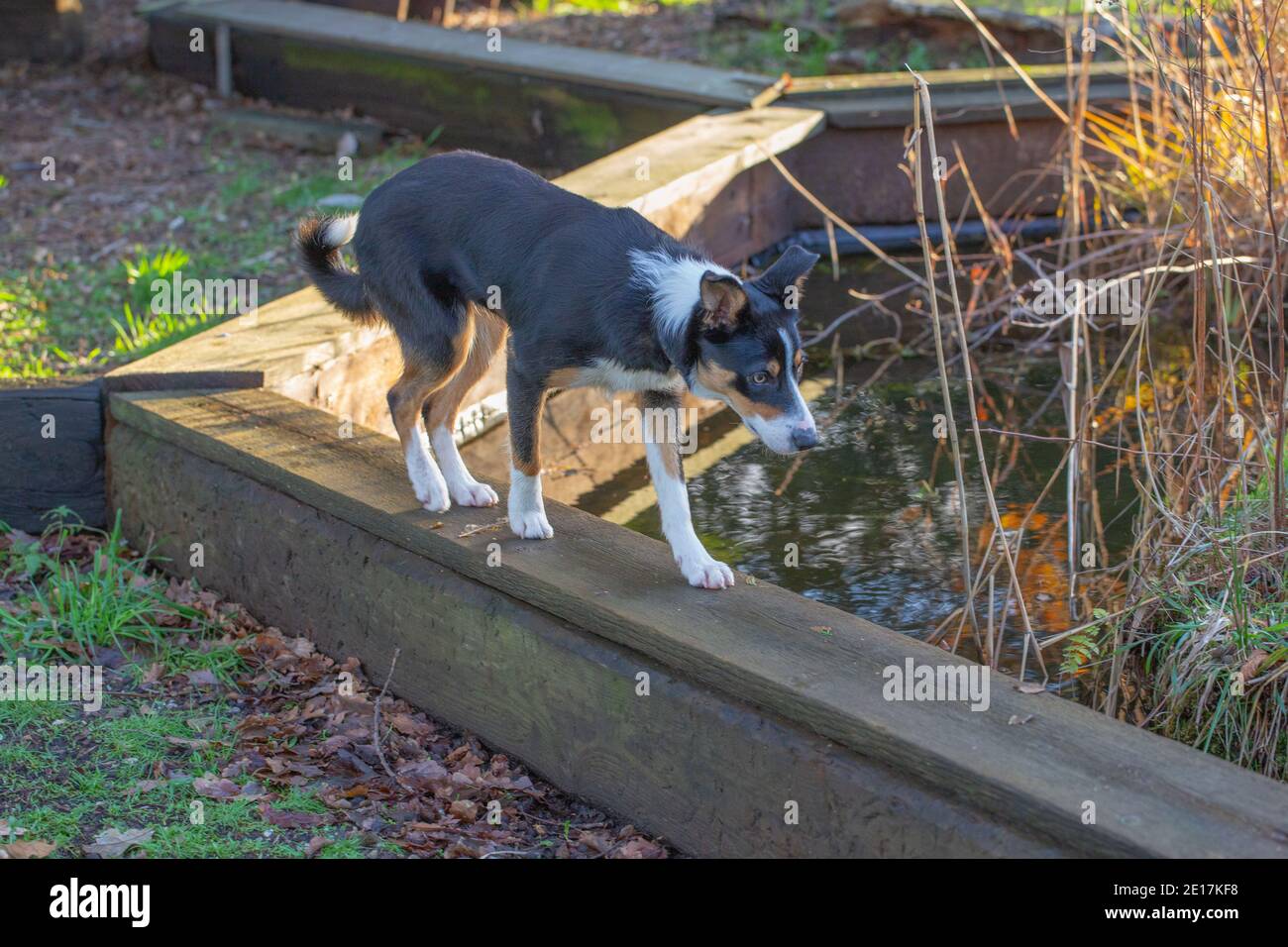 Dreifarbiger Border Collie Dog (Canis lupus familiaris). Haustier, Begleiter, Arbeit, Schäferhund Rasse. Gehen Sie auf einer Planke um einen Gartenteich. Stockfoto