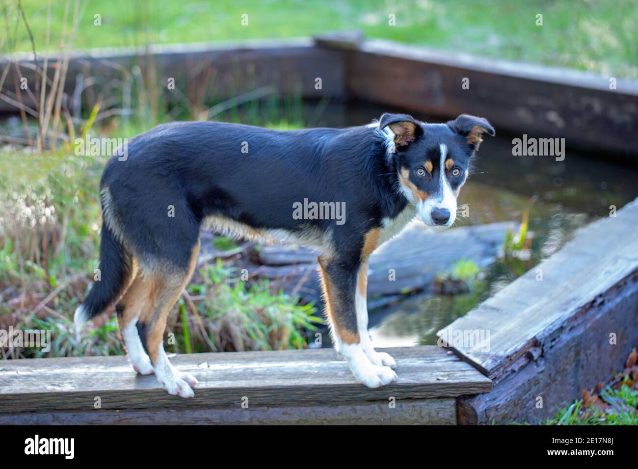 Dreifarbiger Border Collie Dog (Canis lupus familiaris). Haustiere, Haustier, Begleiter, Arbeit, Schäferhund Rasse. Auf einer Planke stehend. Stockfoto