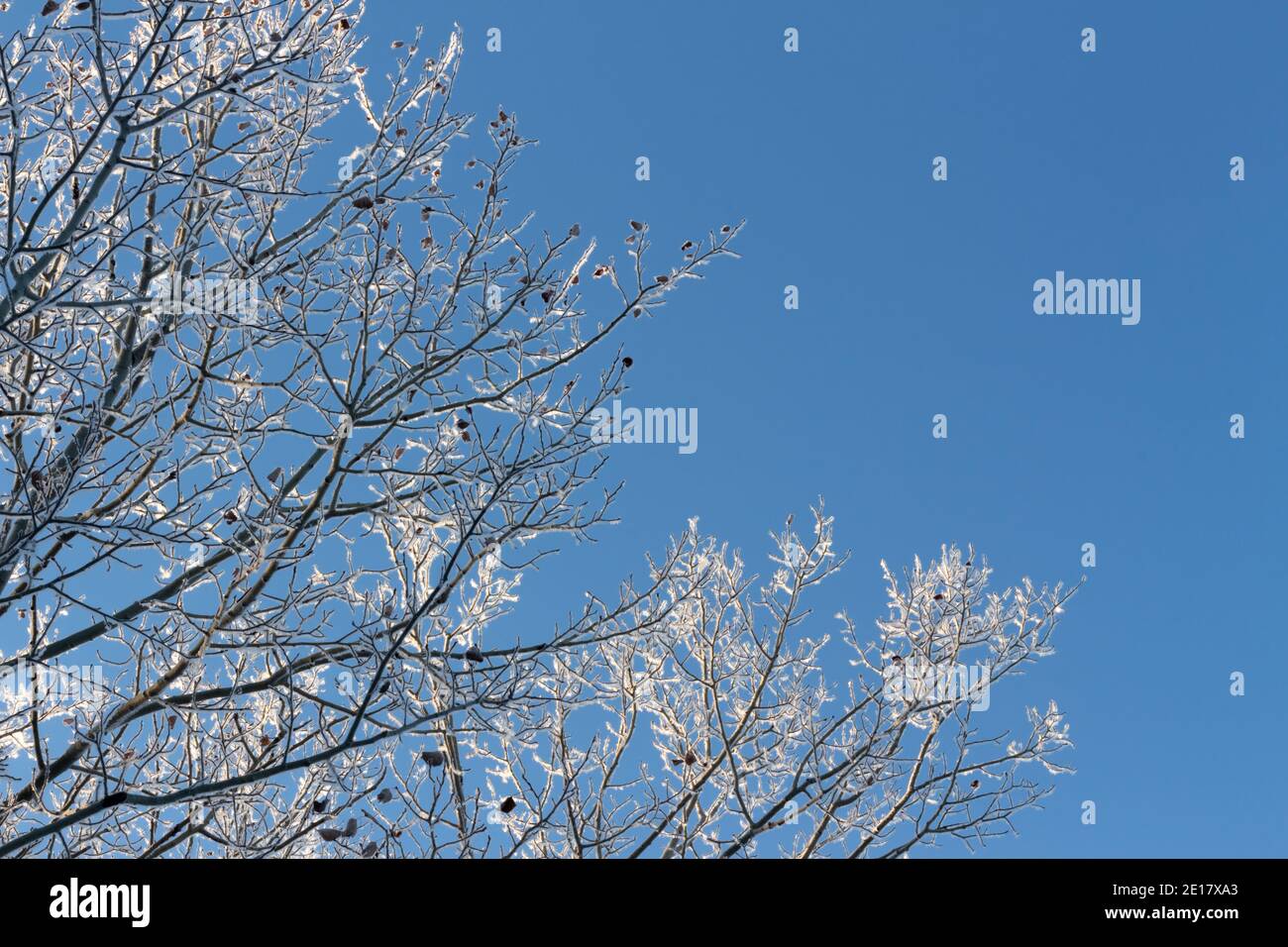 Der klare blaue Himmel und der Frost bedeckten die Äste im Winter Stockfoto