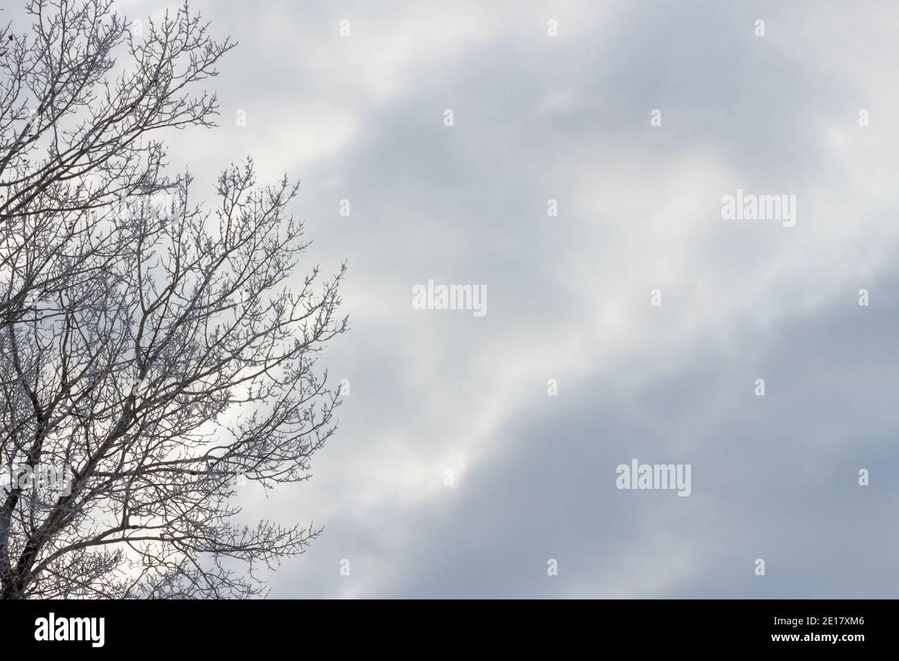 Baumzweige bedeckt mit Frost gegen einen trüben, launischen Himmel Stockfoto