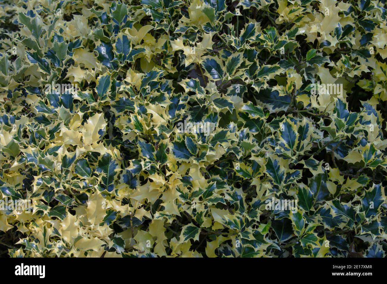 Nahaufnahme von Ilex aquifolium Argentea marginata. Stockfoto