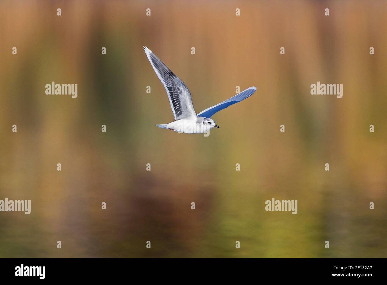 Zwergmöwe (Hydrocoloeus minutus) im nicht-brütenden Gefieder, das in farbenfroher Herbstlandschaft während des Indischen Sommers, Baden-Württemberg, Deutschland, fliegt Stockfoto