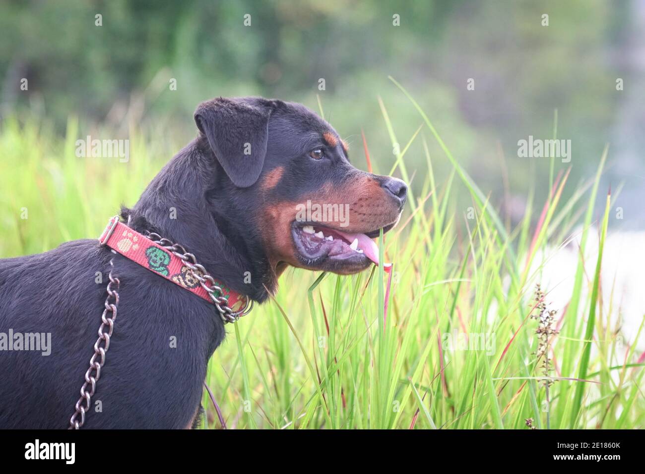 Rottweiler Welpenhund von sechs Monaten alt. Seitenansicht. Stockfoto