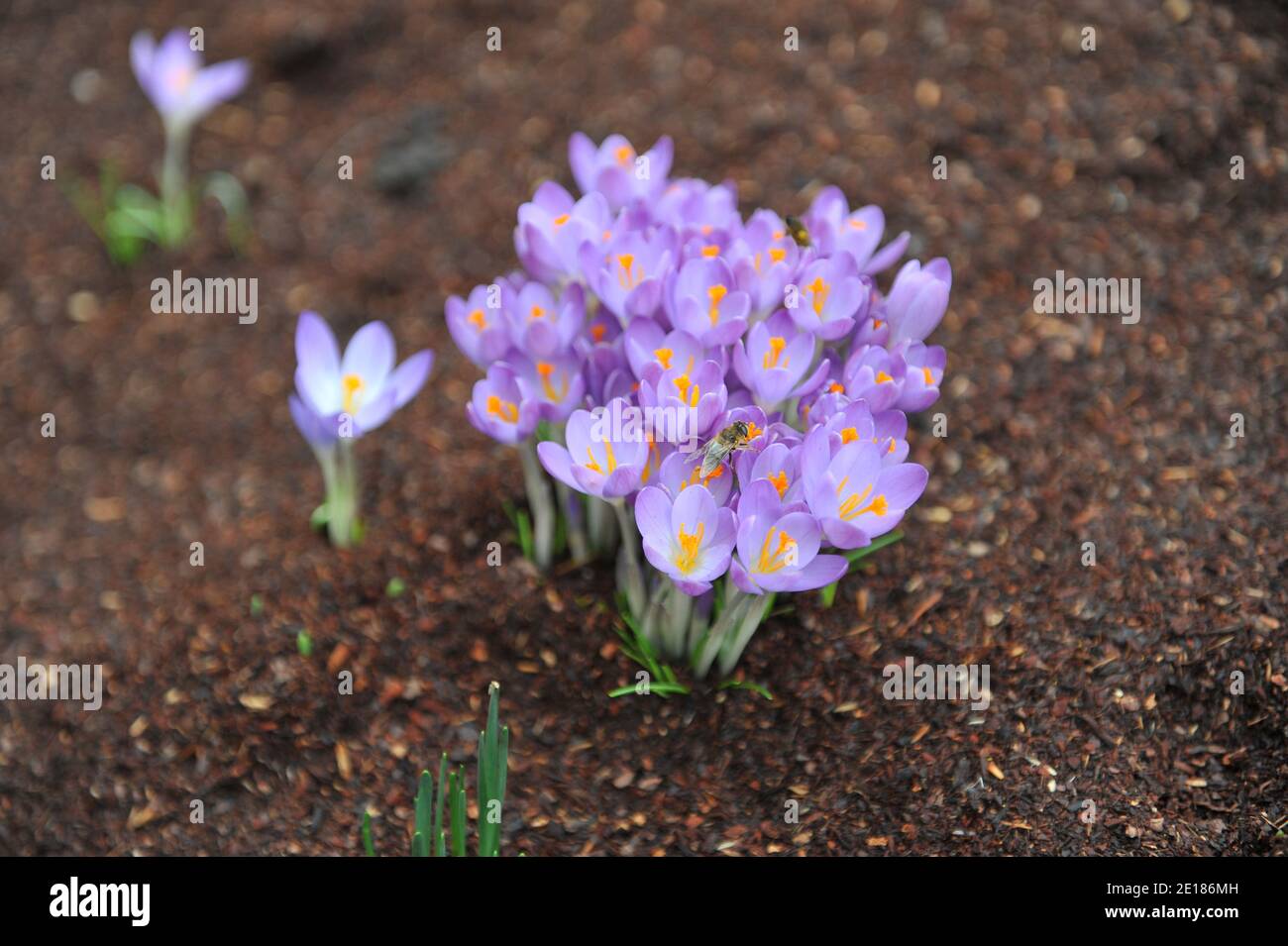 Violett-violetter Frühkrokus (Crocus tommasinianus) Whitewell Purple blüht im Februar in einem Garten Stockfoto