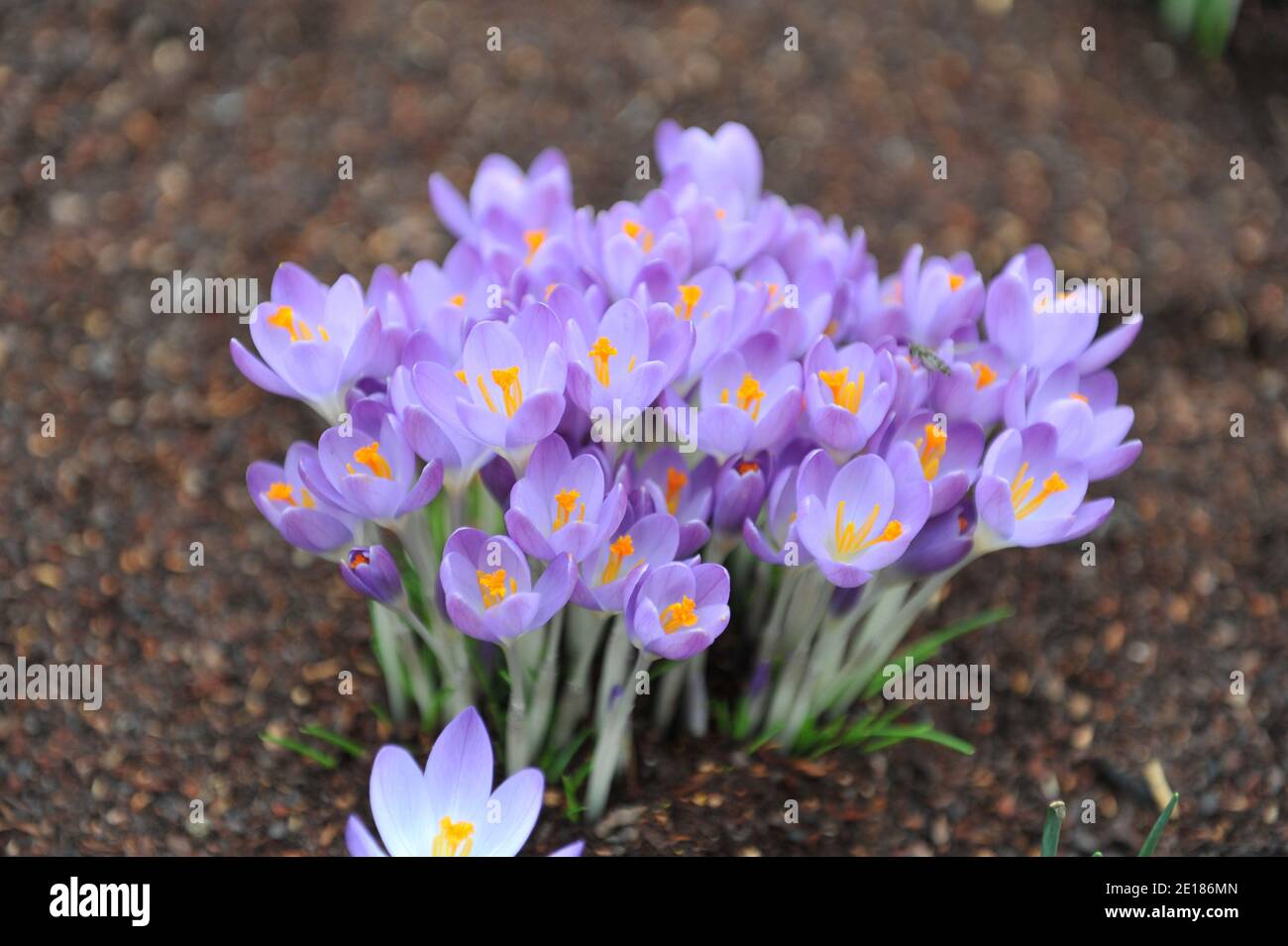 Violett-violetter Frühkrokus (Crocus tommasinianus) Whitewell Purple blüht im Februar in einem Garten Stockfoto