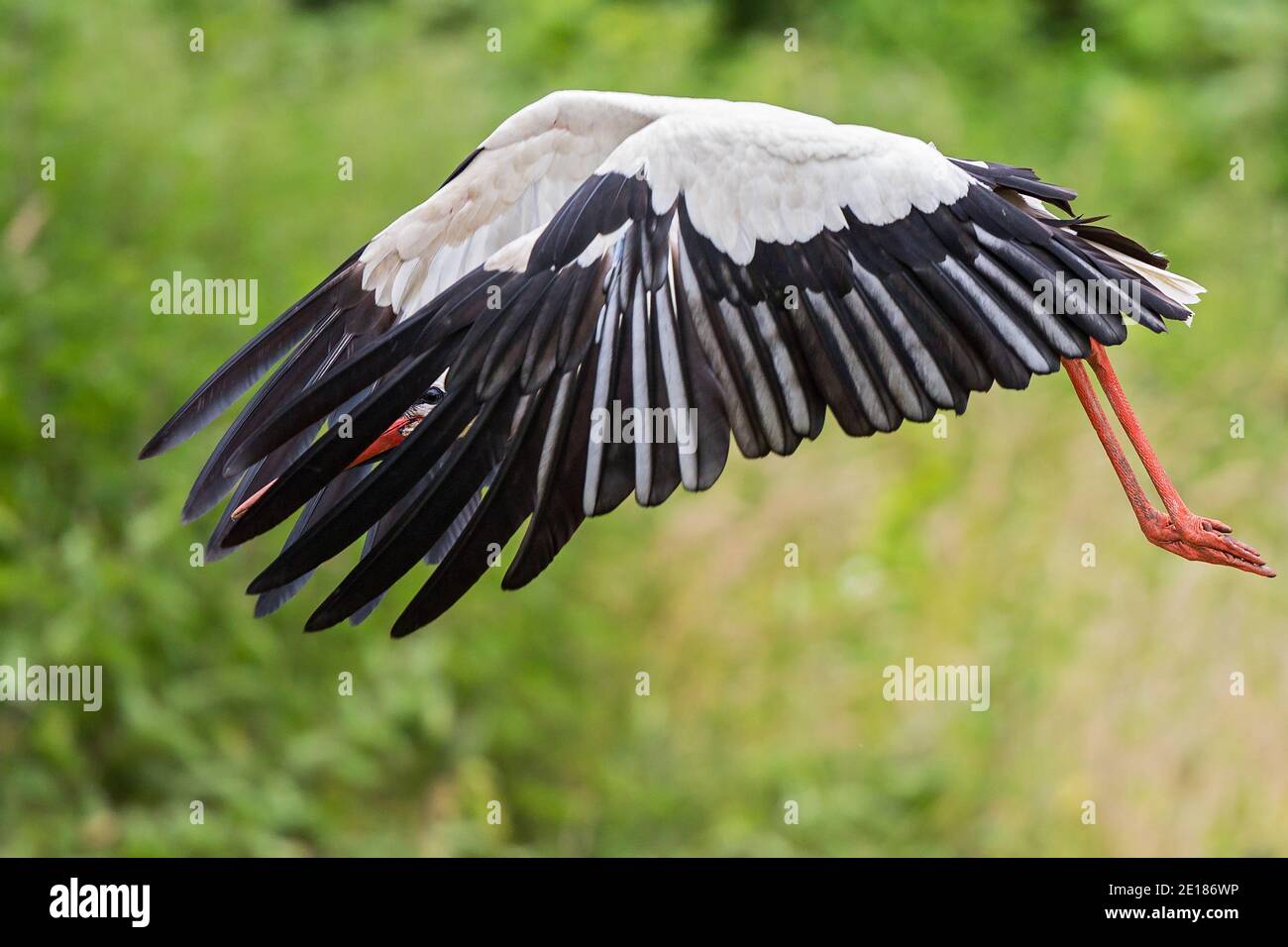 Weißer Storch (Ciconia ciconia) Erwachsener, der fliegt und durch die Lücke in den Flugfedern schaut, Baden-Württemberg, Deutschland Stockfoto