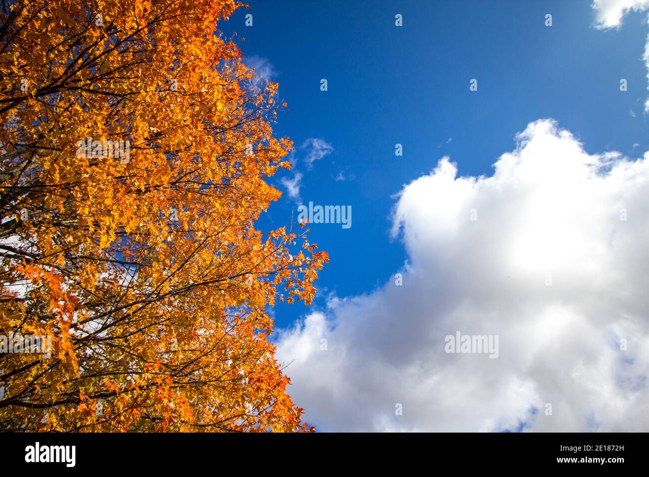 Herbstblätter in vollem Herbstlaub, die vor einer sonnigen, blauen Himmelslandschaft mit Kopierfläche stehen. Stockfoto