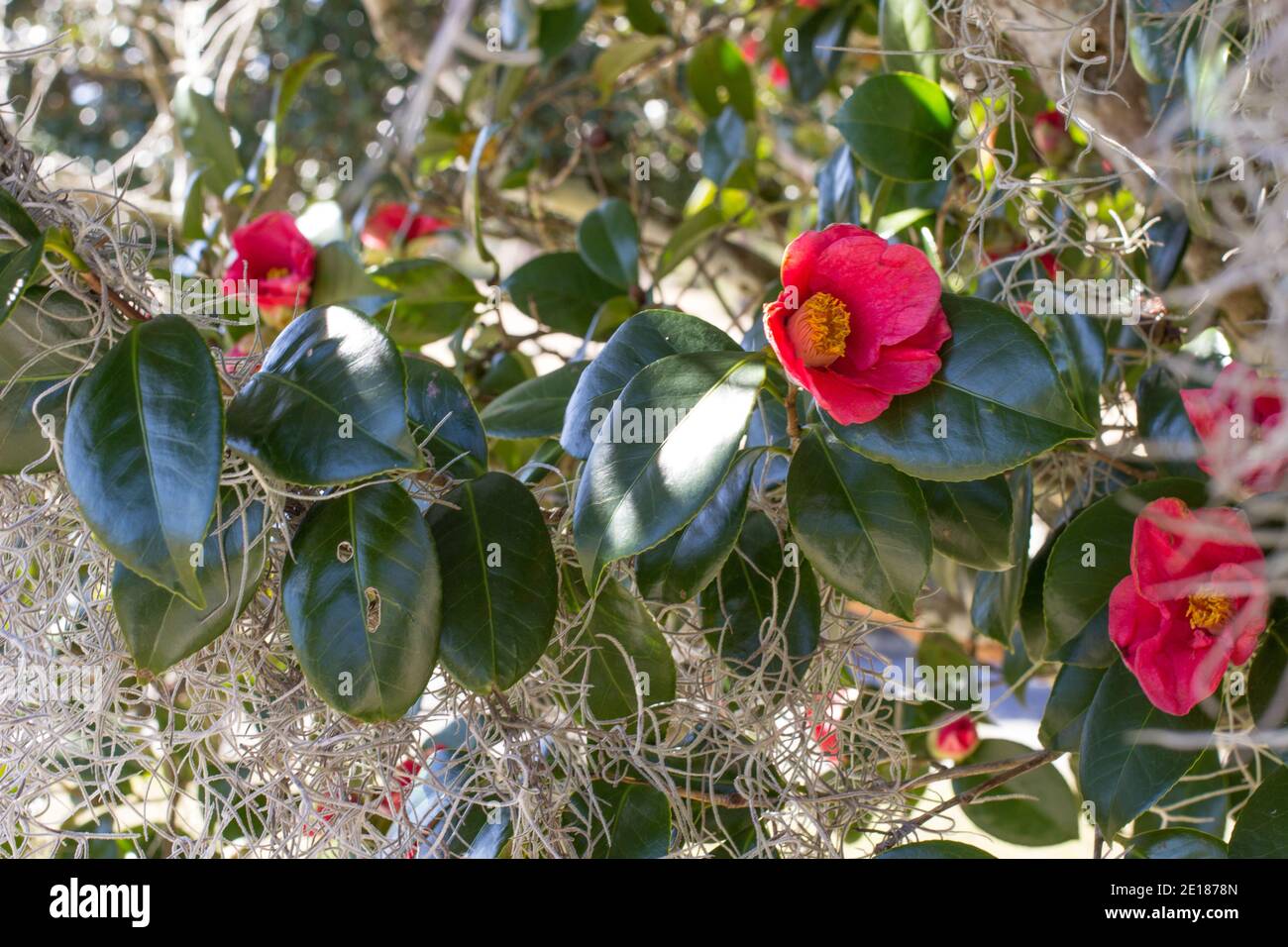 Rote Kamelie blüht Ende November in einem südlichen Garten. Stockfoto