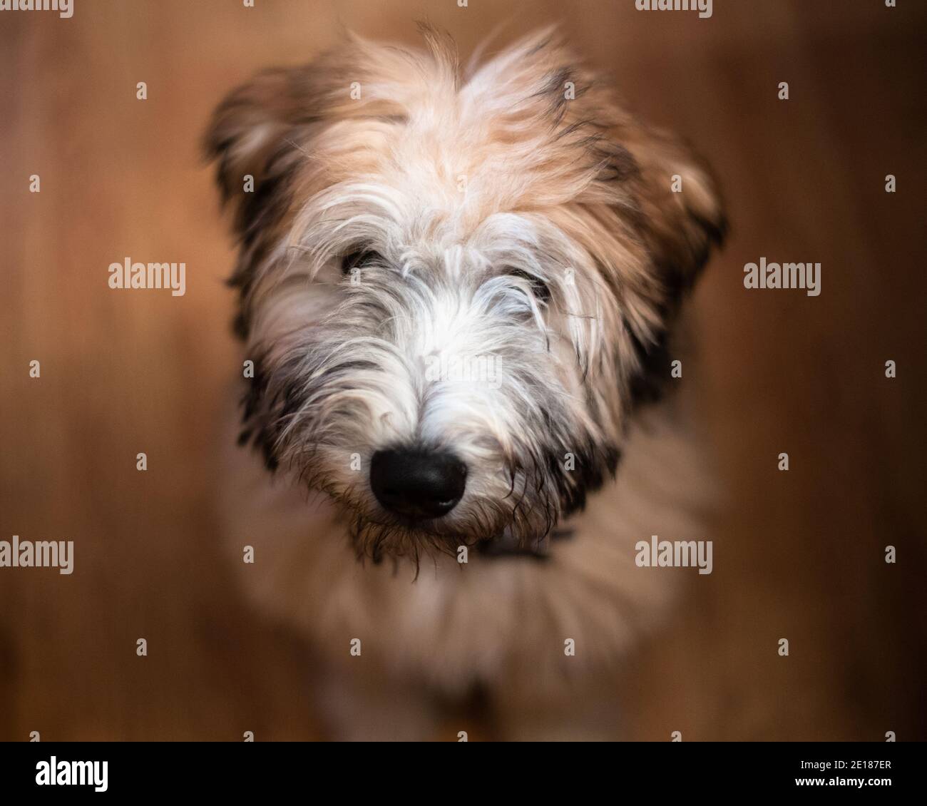 Soft Coated Wheaten Terrier Welpen Stockfoto