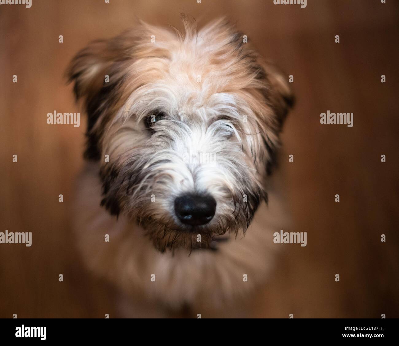Soft Coated Wheaten Terrier Welpen Stockfoto