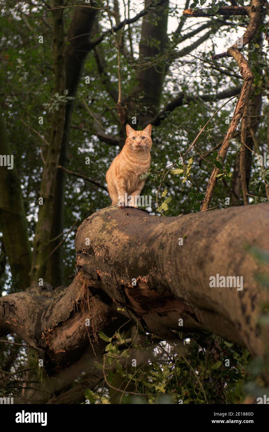 Ronald die Katze Klettern große Bäume Stockfoto