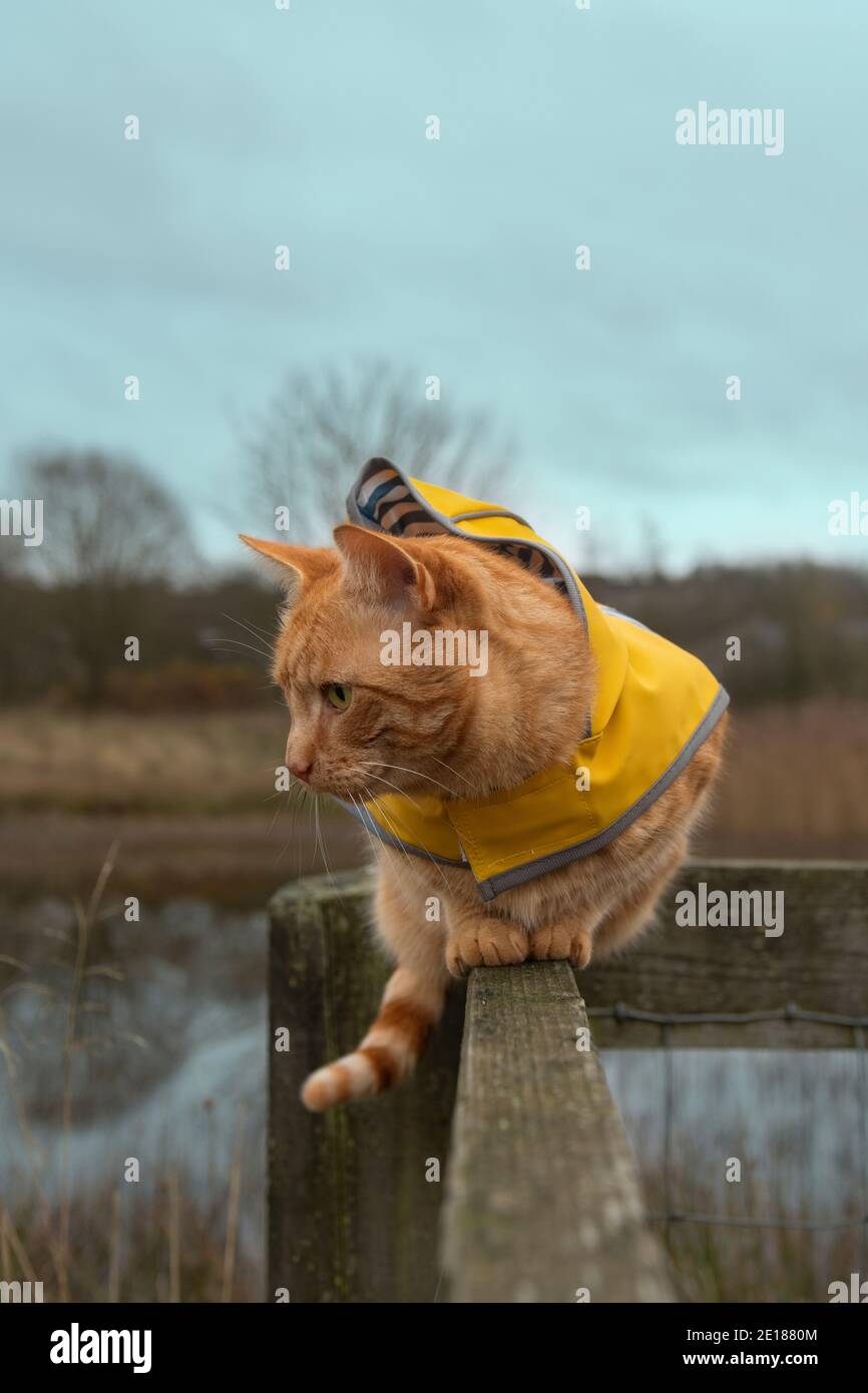 Ronald die Katze auf Zaun trägt gelbe Jacke Stockfoto