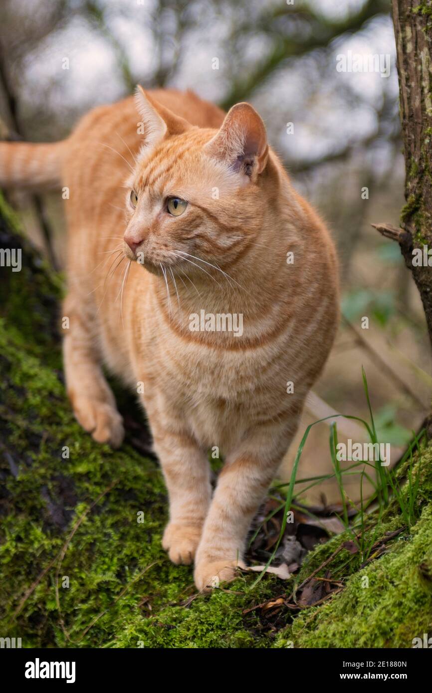 Ronald Die Katze Bäume Klettern Stockfoto