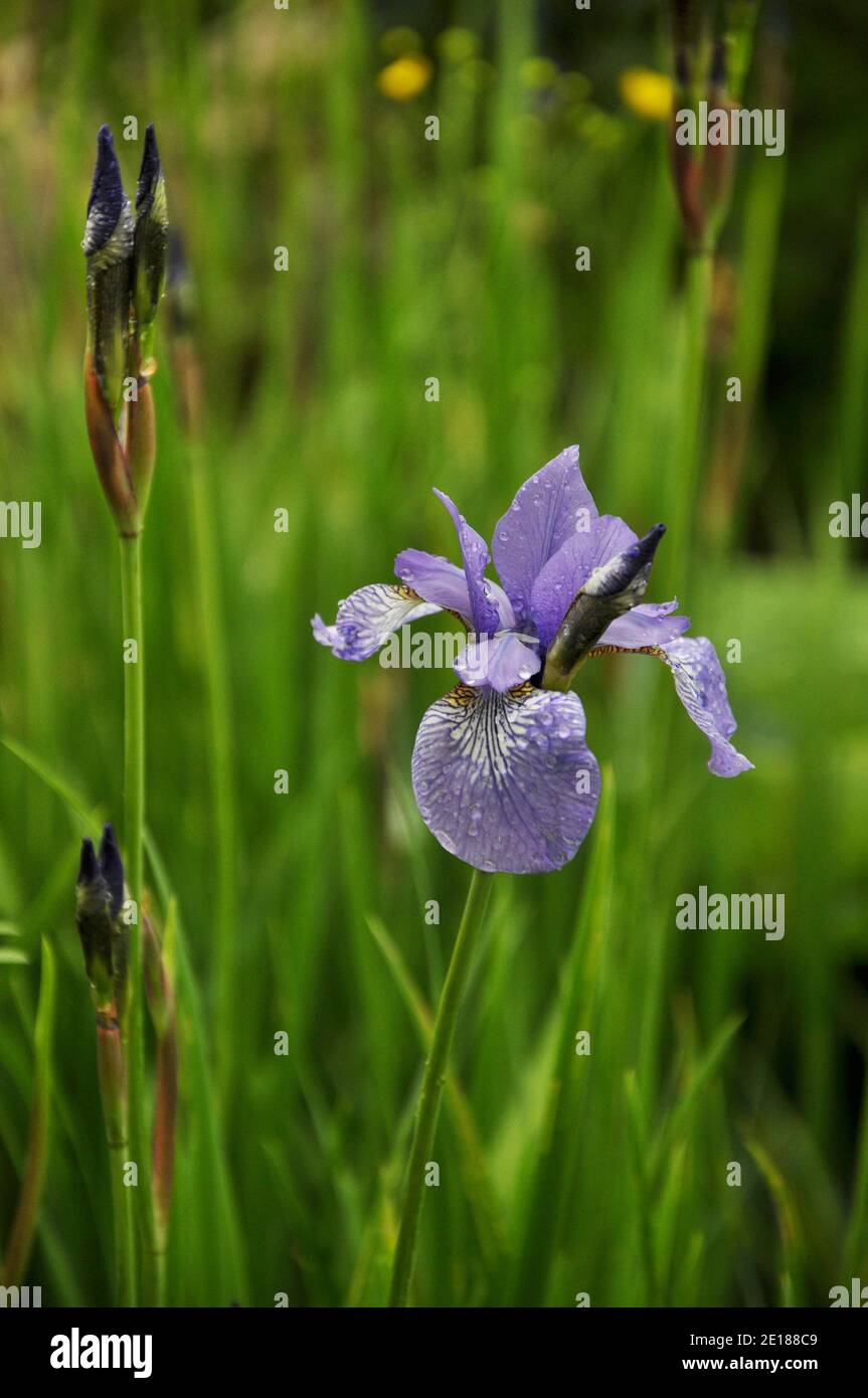 Blaue Blume von Iris Sibirica mit Wassertropfen auf regnerisch Tag Stockfoto