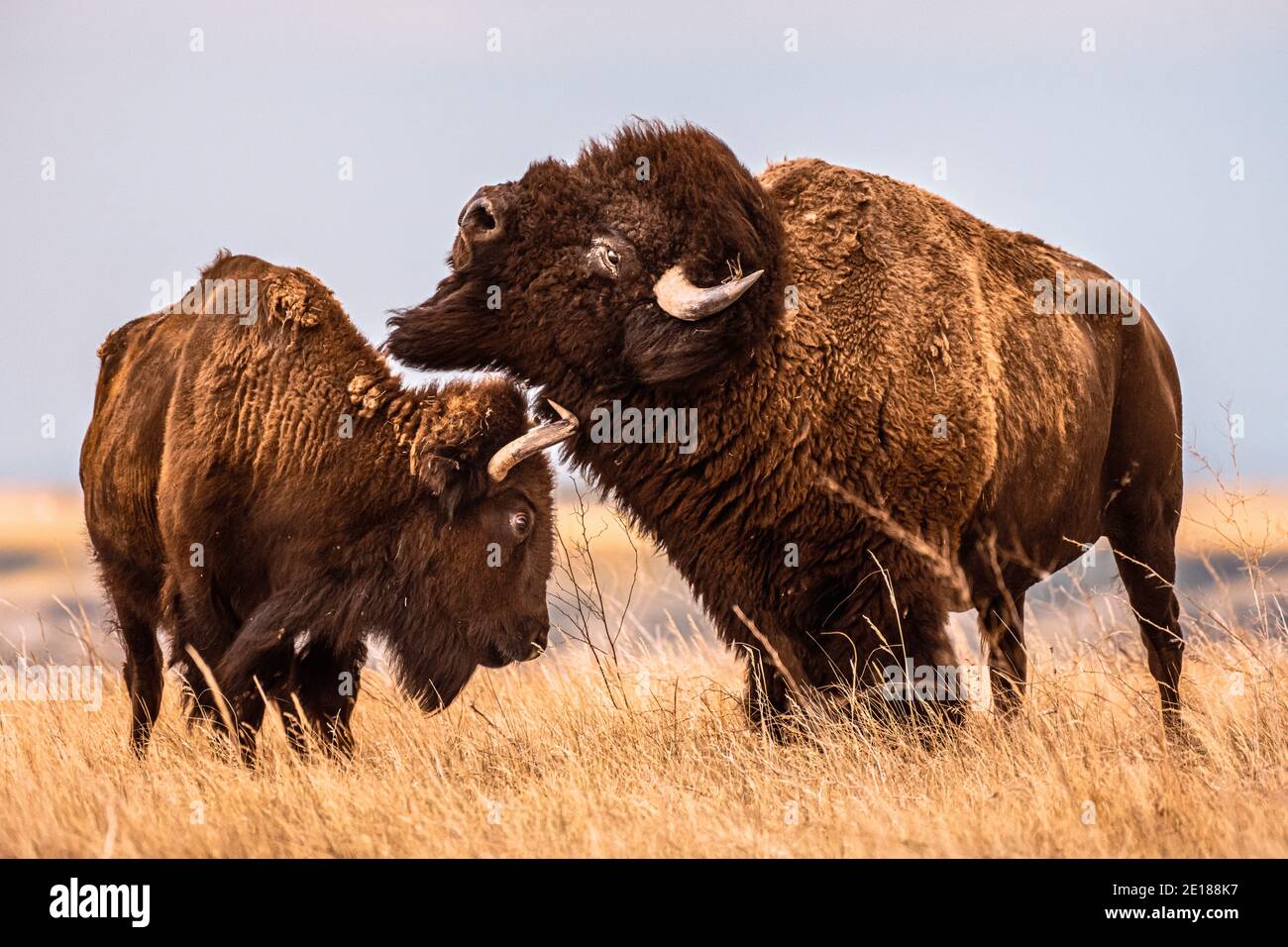Männliche Bison Bucks Kopf über Weiblich in Ebenen des Südens Dakota in der Nähe des Badlands National Park Stockfoto