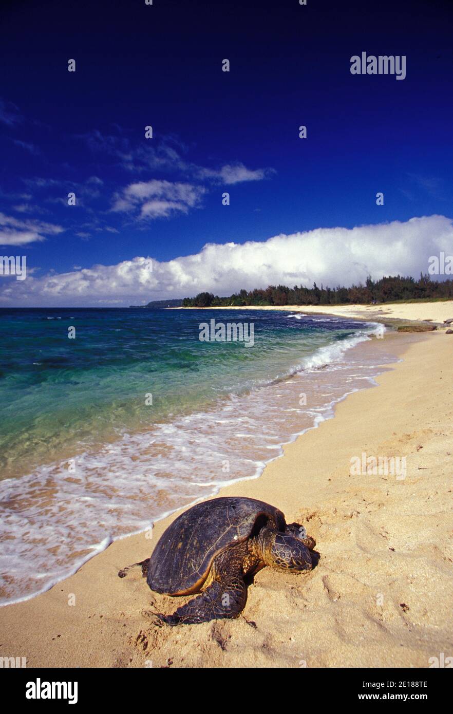 Green Sea Turtle, eine geschützte Tierart haled heraus an einem einsamen Strand mit blau grünen Ozean im Rücken, North Shore von Oahu, Hawaii Stockfoto
