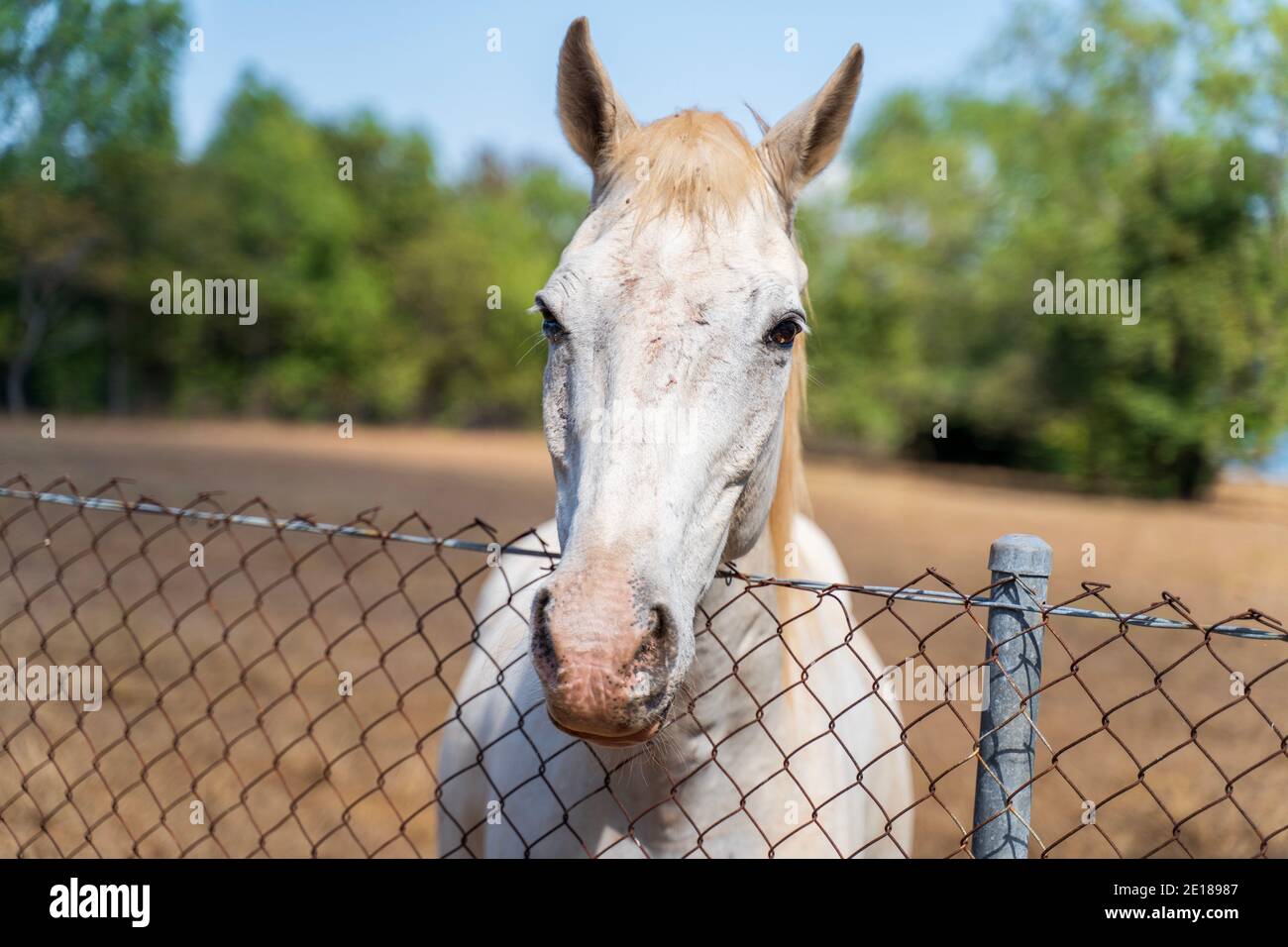 Porträt von einem weißen Pferd Stockfoto