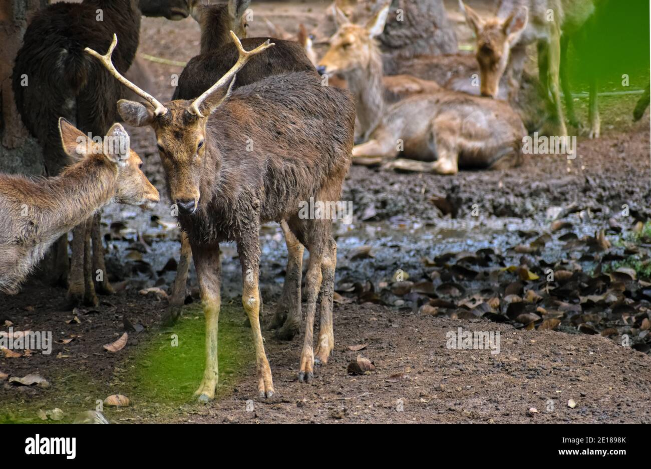 Sika Hirsch steht auf einem offenen Feld des Zoos mysore. Stockfoto