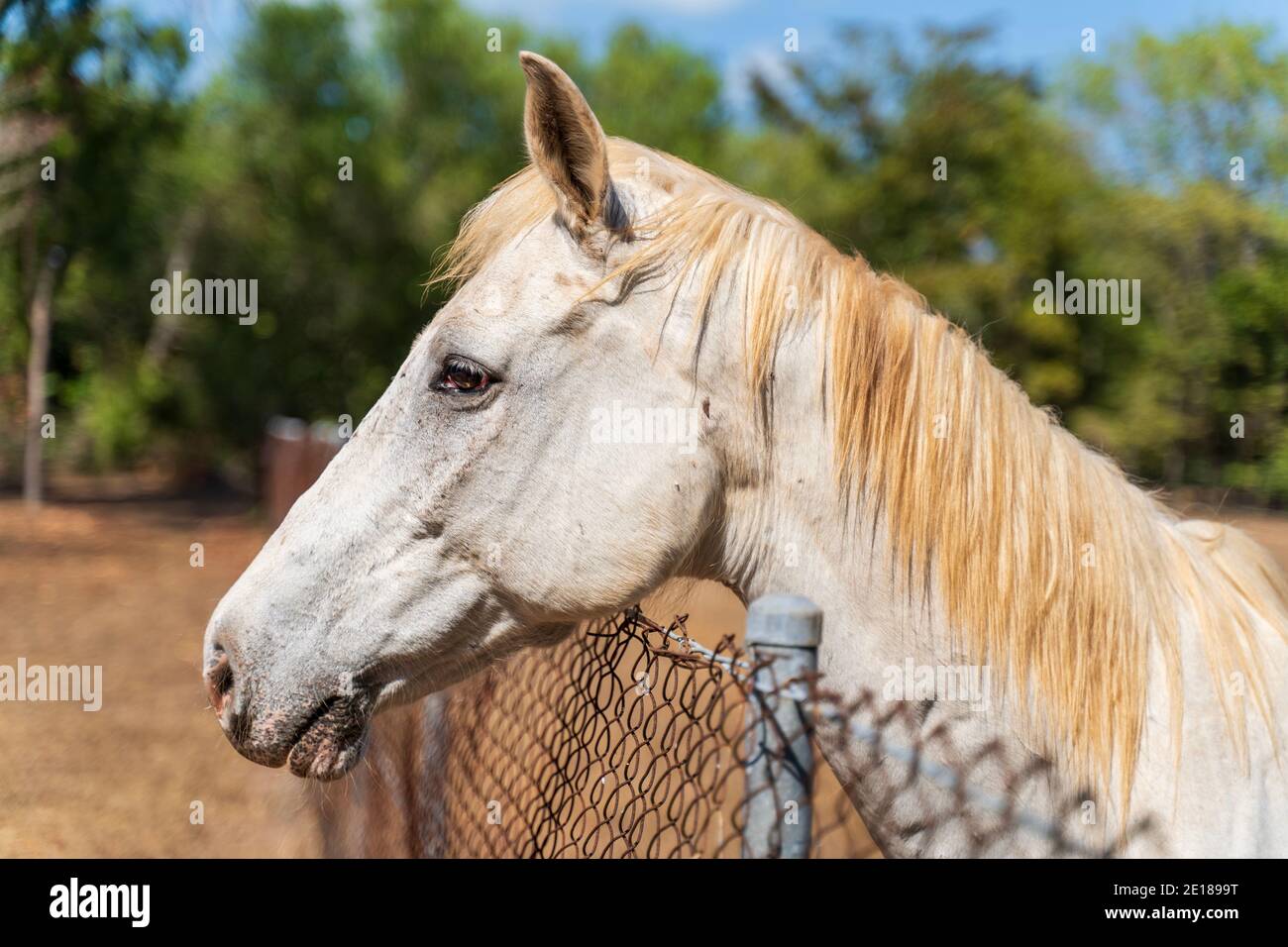 Porträt von einem weißen Pferd Stockfoto