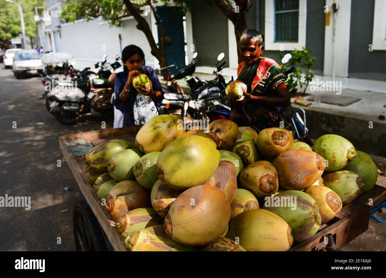 Eine grüne Kokosnuss für den Trinkverkäufer in Pondicherry, Indien. Stockfoto