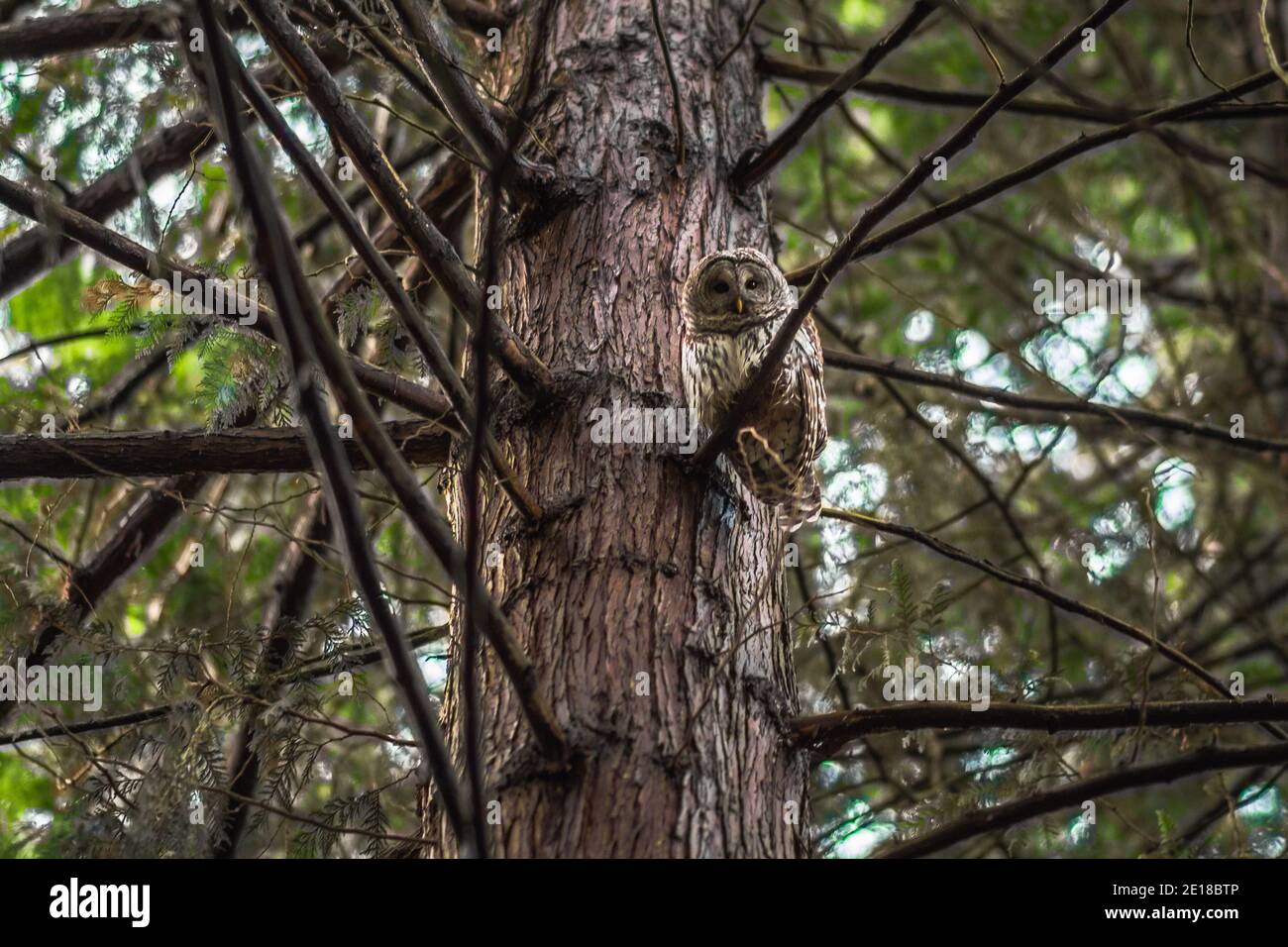 Eine Sperlingskauz starrt neugierig von einem Zedernbaum-Ast im pazifischen Nordwesten zurück. Stockfoto