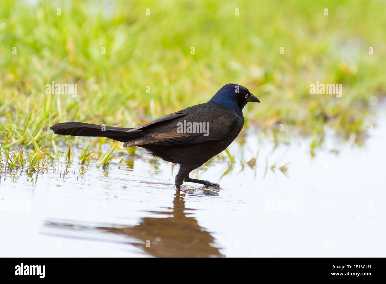 Ein männliches Grüngrabsen, Quiscalus quiscula, das durch ein überflutetes Grasgebiet in einem Feuchtgebiet in Zentral-Alberta Kanada zieht. Stockfoto