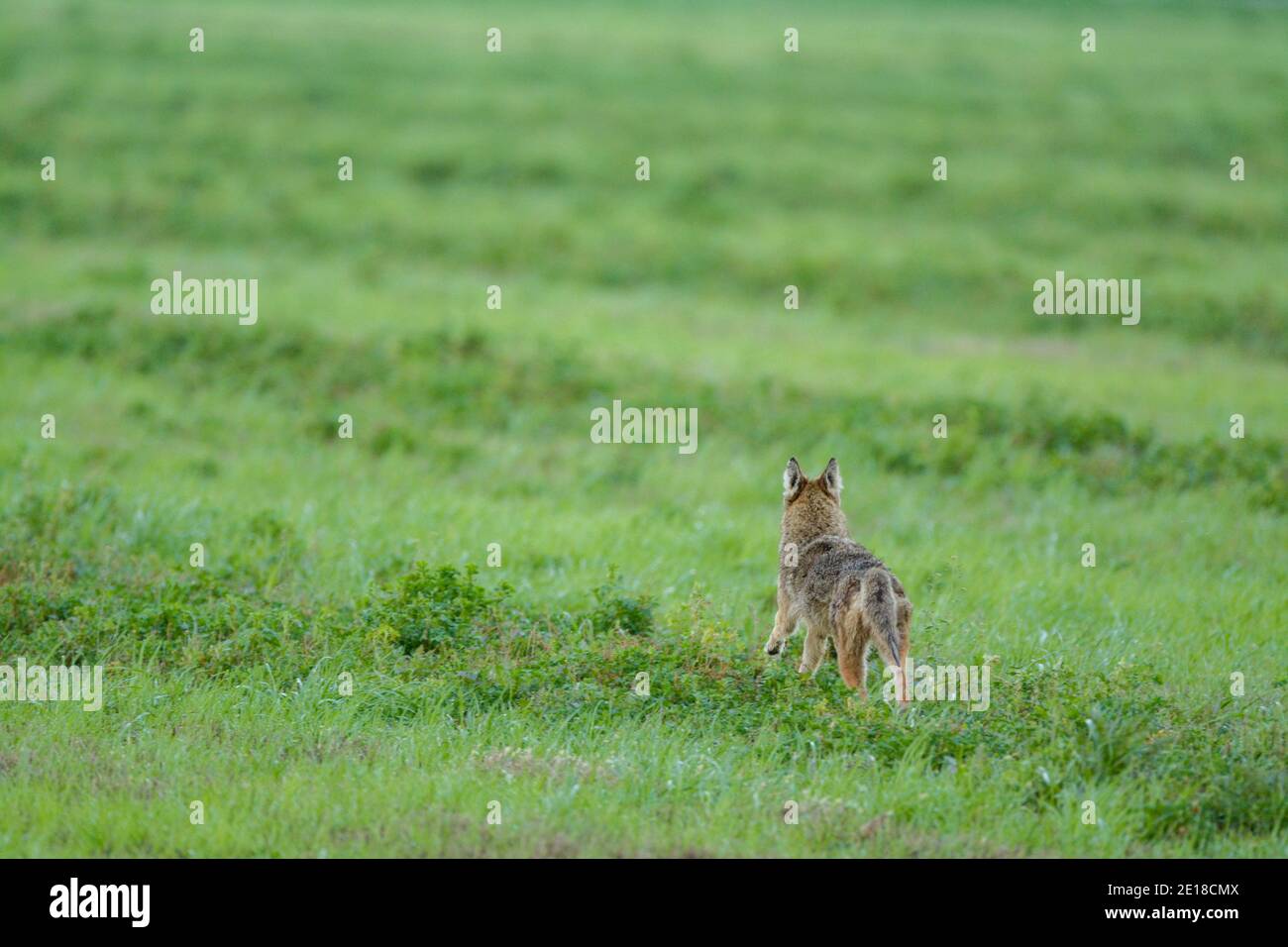 Ein Kojote, der in einem landwirtschaftlichen Feld wegläuft Stockfoto