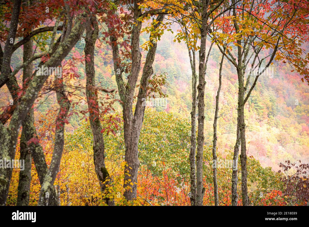Wunderschöne malerische Bergaussicht auf Herbstlaub in Sapphire Valley, North Carolina, in der Nähe von Cashiers. (USA) Stockfoto