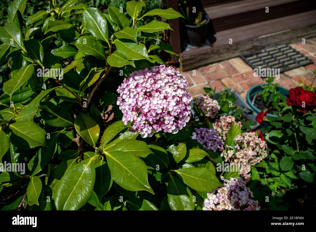 Hortensia gebräuchliche Namen Hortensia oder Hortensia, ist eine Gattung von 70–75 Arten von blühenden Pflanzen, die in Asien und Amerika beheimatet sind. Bei weitem der größte sp Stockfoto