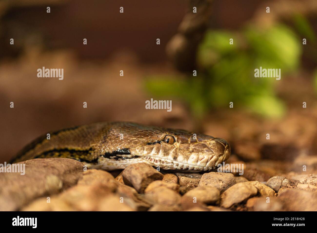 Nahaufnahme einer Nördlichen Teppich-Python Stockfoto