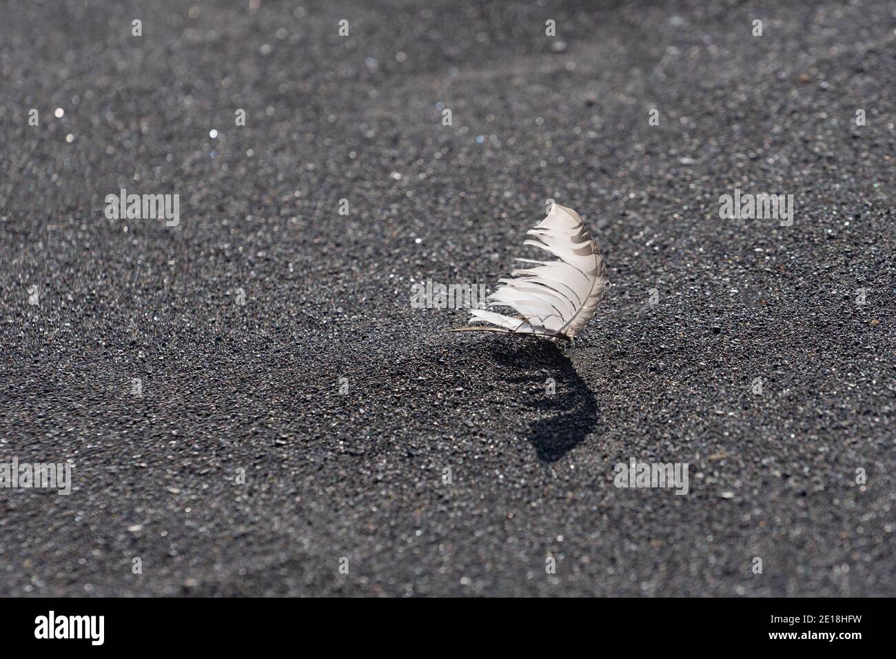 Natürlicher Hintergrund aus schwarzem Vulkansand mit weißer Feder. Stockfoto