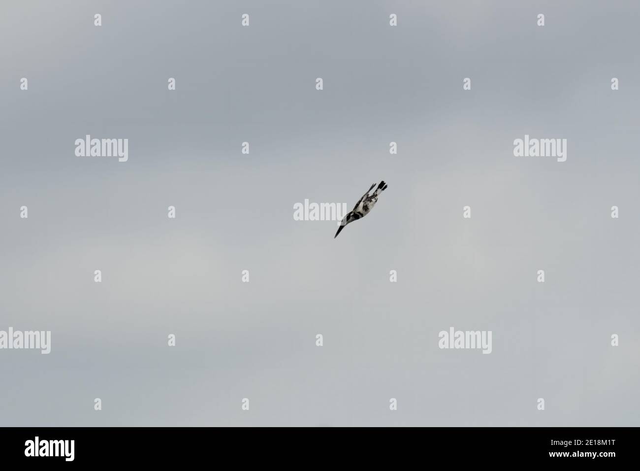 Ein Rattenfischer (Ceryle rudis), der wie eine Kugel vom Himmel auf sein Ziel in den Gewässern darunter schießt. Stockfoto