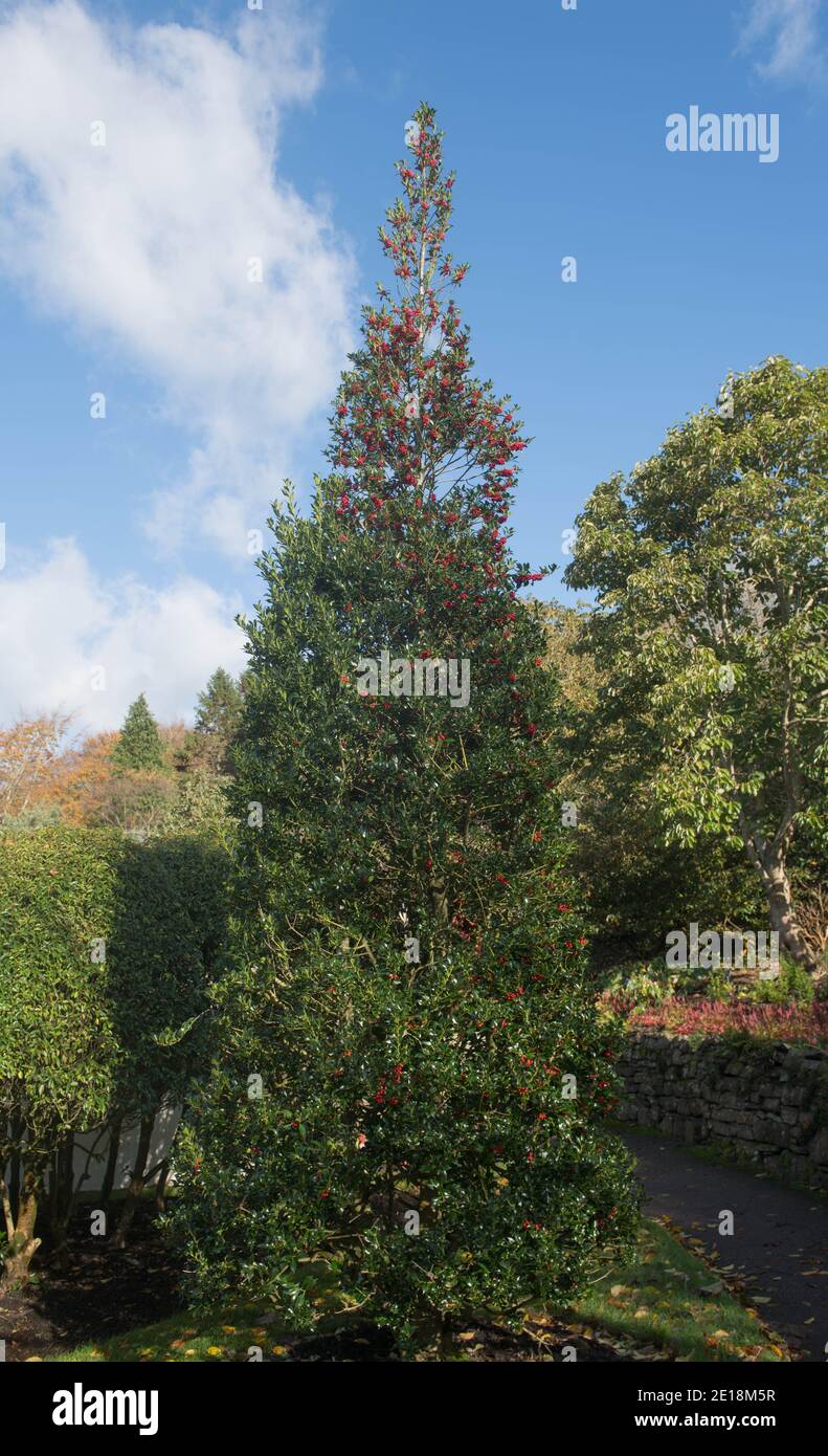 Herbst Rote Beeren oder Früchte und glänzende grüne Blätter Ein pyramidenförmiger Stechpalmenstrauch (Ilex aquifolium 'Pyramidalis') Wächst in einem Garten in Rural Devon Stockfoto